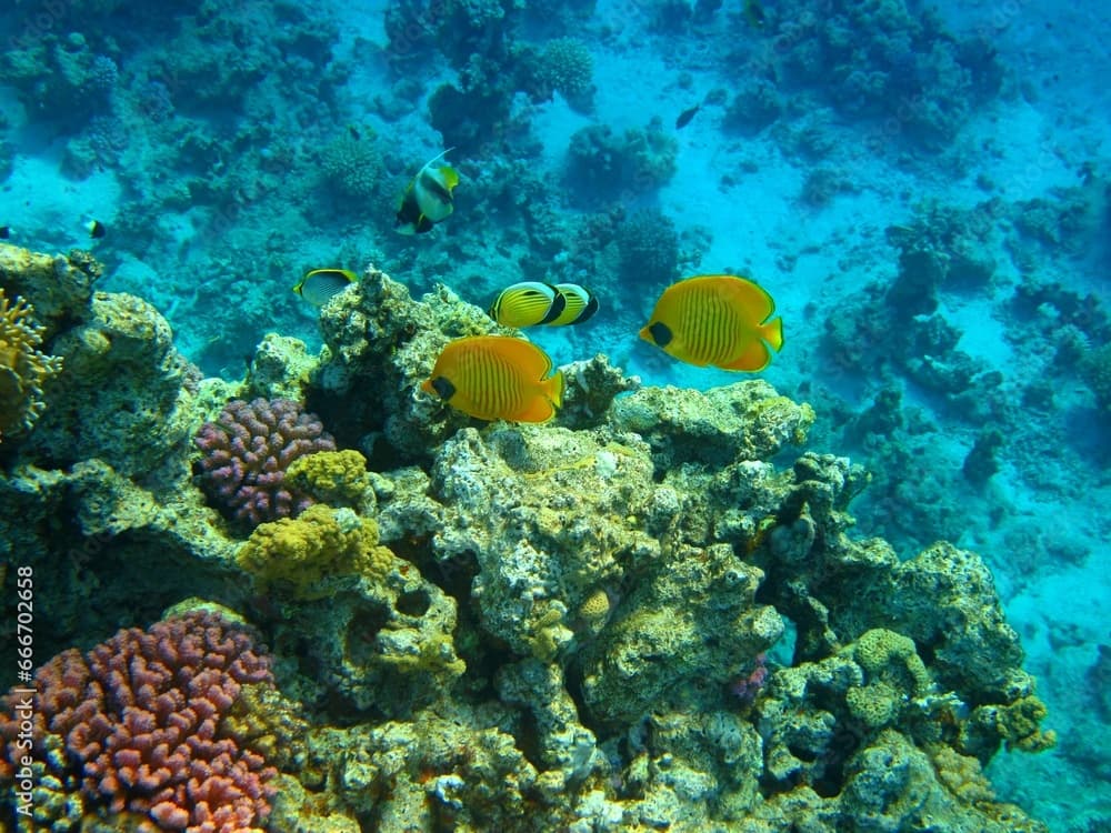 Various types of tropical fish (butterflyfish, angelfish) swimming on the coral reef. Snorkeling with colorful marine life, underwater photography. Fish and corals, aquatic wildlife in the ocean.