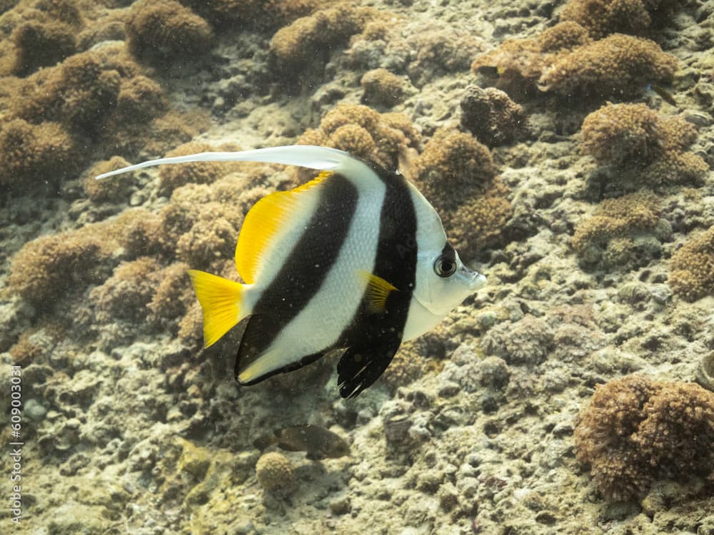 A grumpy looking Pennant coralfish swimming next to a coral reef. Muscat, Oman.