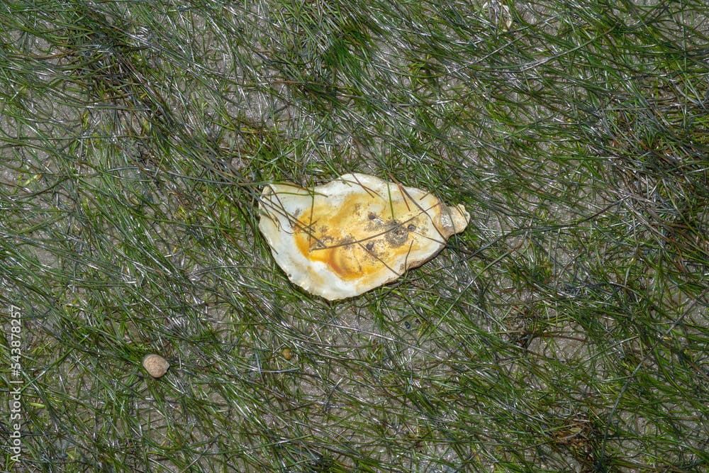 oyster shell in seagrass (Zostera noltii),North Sea,Germany