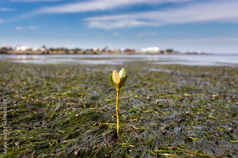 A young mangrove growing in the seagrass beds of Jawbone Sanctuary in Victoria, Australia.