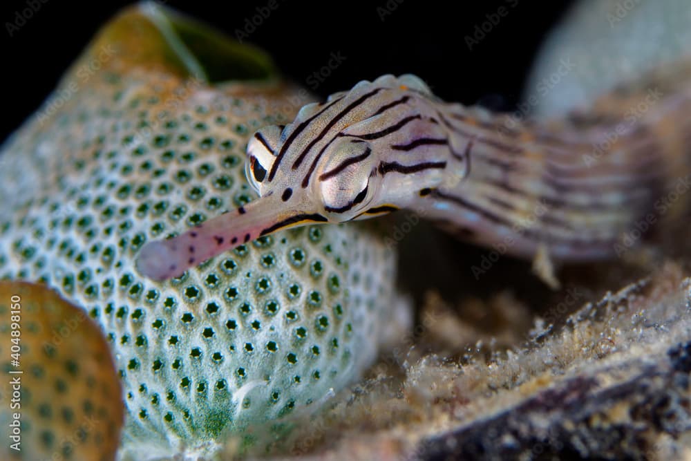 Portrait of coral reef pipefish 
