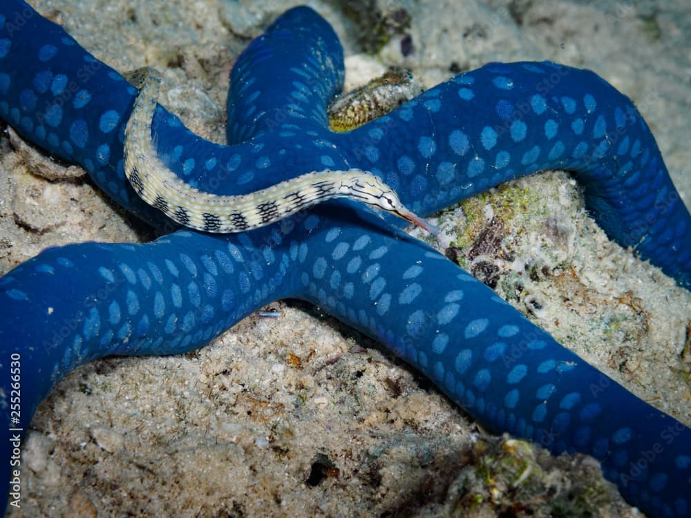 Pipefish on Blue Sea Star