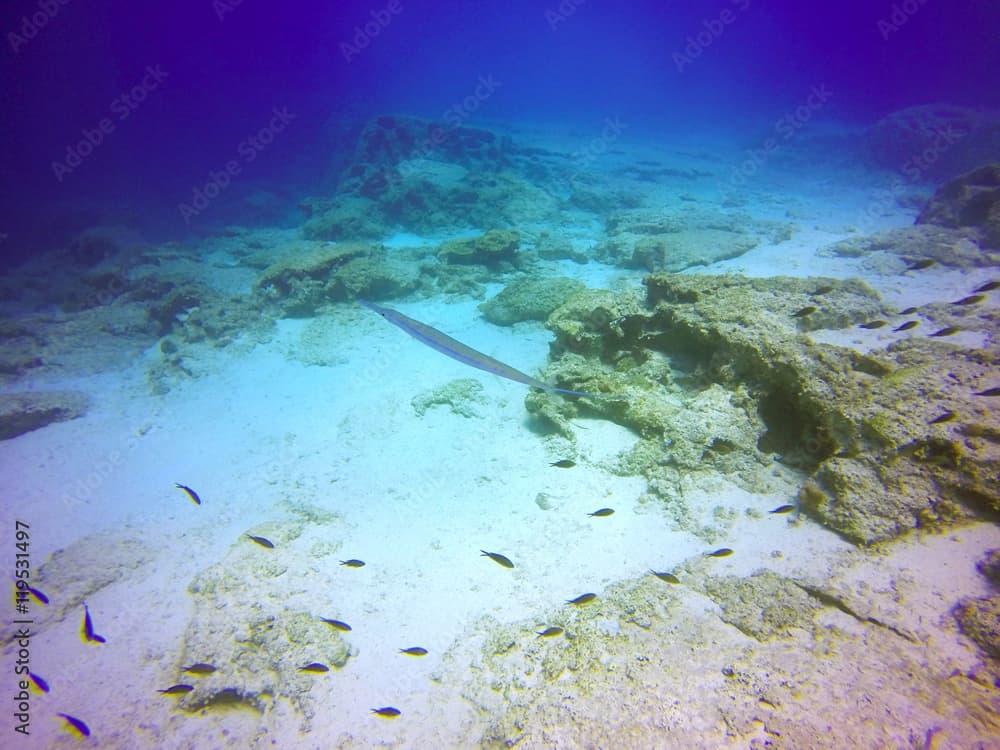 A bluespotted cornetfish (Fistularia commersonii) in the Mediterranean sea.Smooth flutemouth is distinct for vertically flattened long body,whiplike tail,silver, blue stripes on back and tubular snout