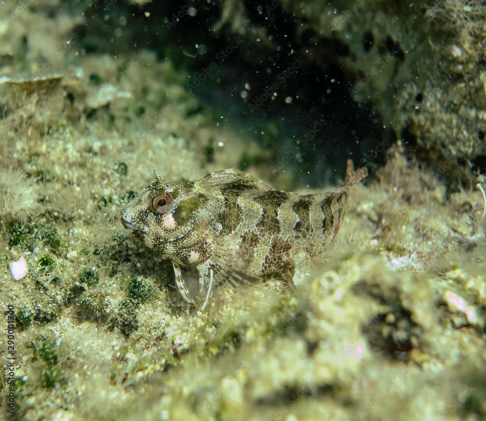 Scartella cristata