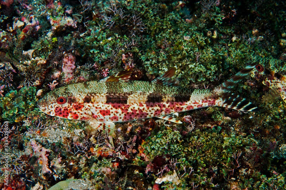 Freckled goatfish, Upeneus tragula, Flores Indonesia.