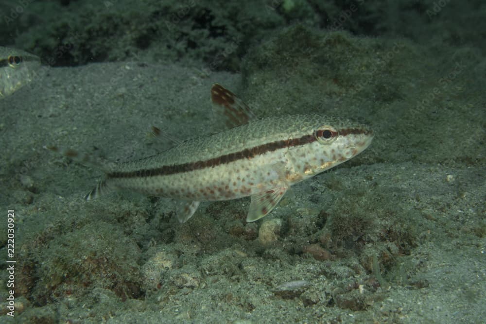 The Freckled Goatfish, Upeneus Tragula.