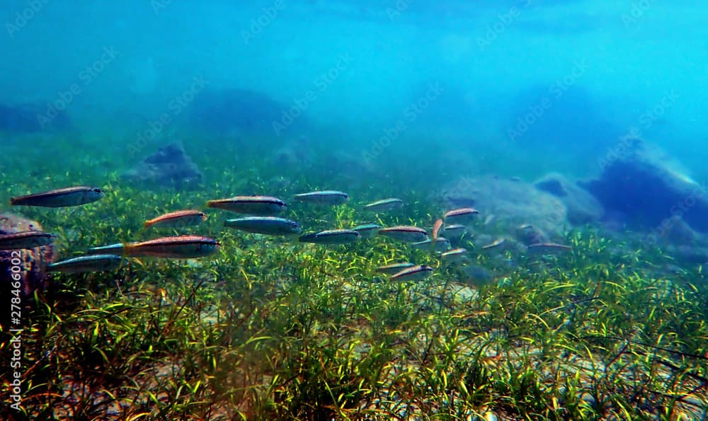 Freckled colorful goatfish - (Upeneus tragula)