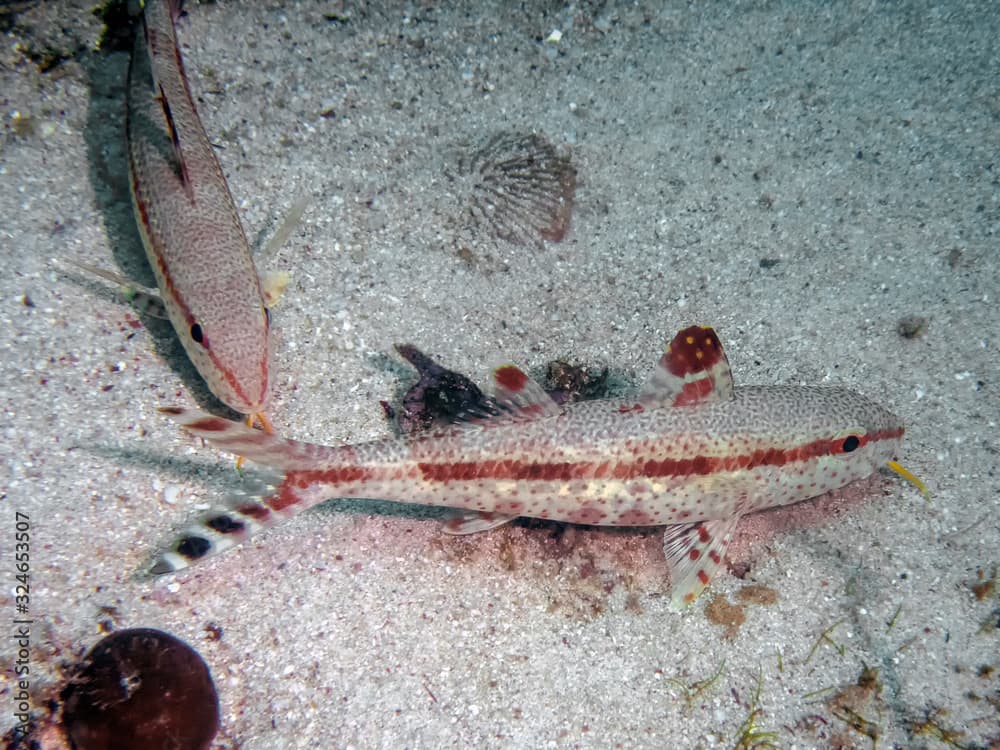 Freckled Goatfish (Upeneus tragula) in the Philippines