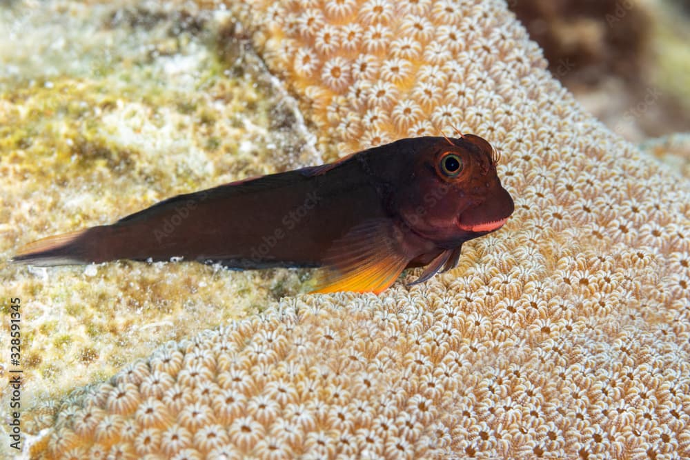 Redlip Blenny perched on a coral head - Bonaire