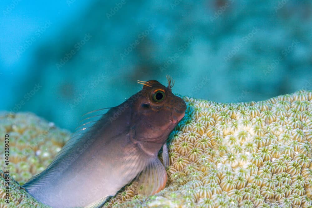 Ophioblennius atlanticus, redlip blenny