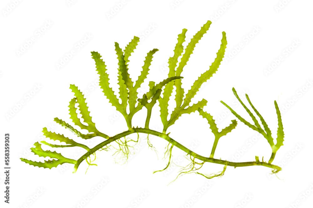 green antler shaped seaweed (Cauleroa serrulata) isolated on white.