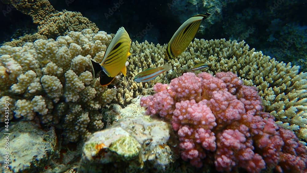 Blacktail butterflyfish or black-tailed butterflyfish or exquisite butterflyfish (Chaetodon austriacus) undersea, Red Sea, Egypt, Sharm El Sheikh, Nabq Bay