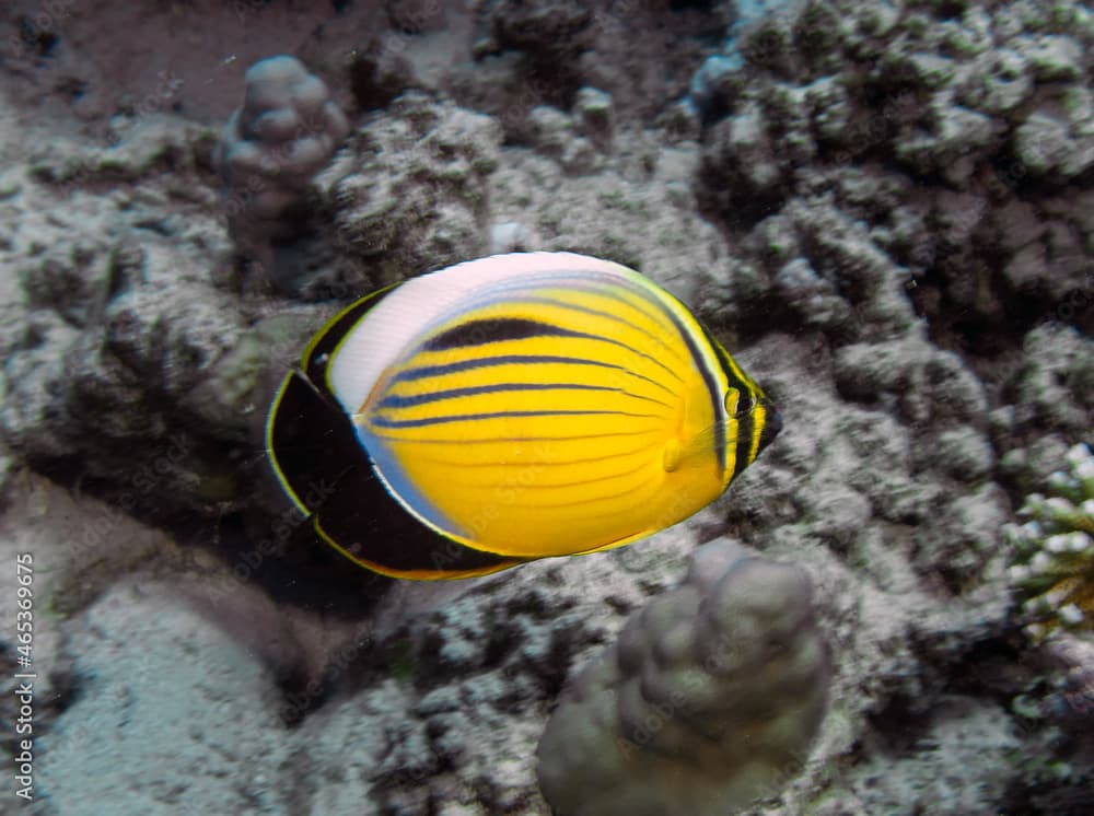 A Polyp Butterflyfish (Chaetodon austriacus) in the Red Sea, Egypt