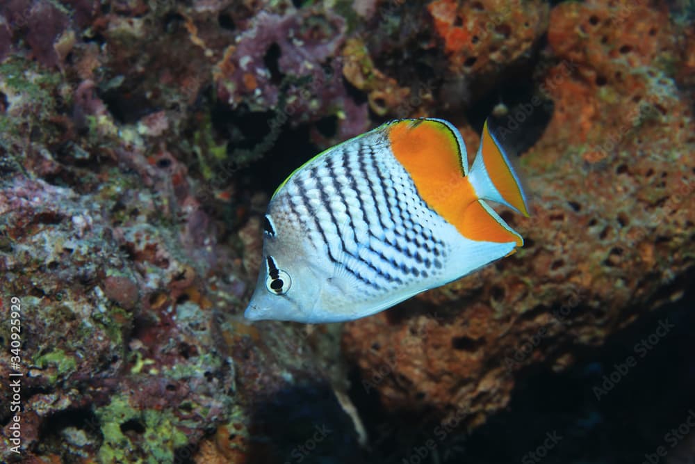 Seychelles butterflyfish underwater in the Indian Ocean