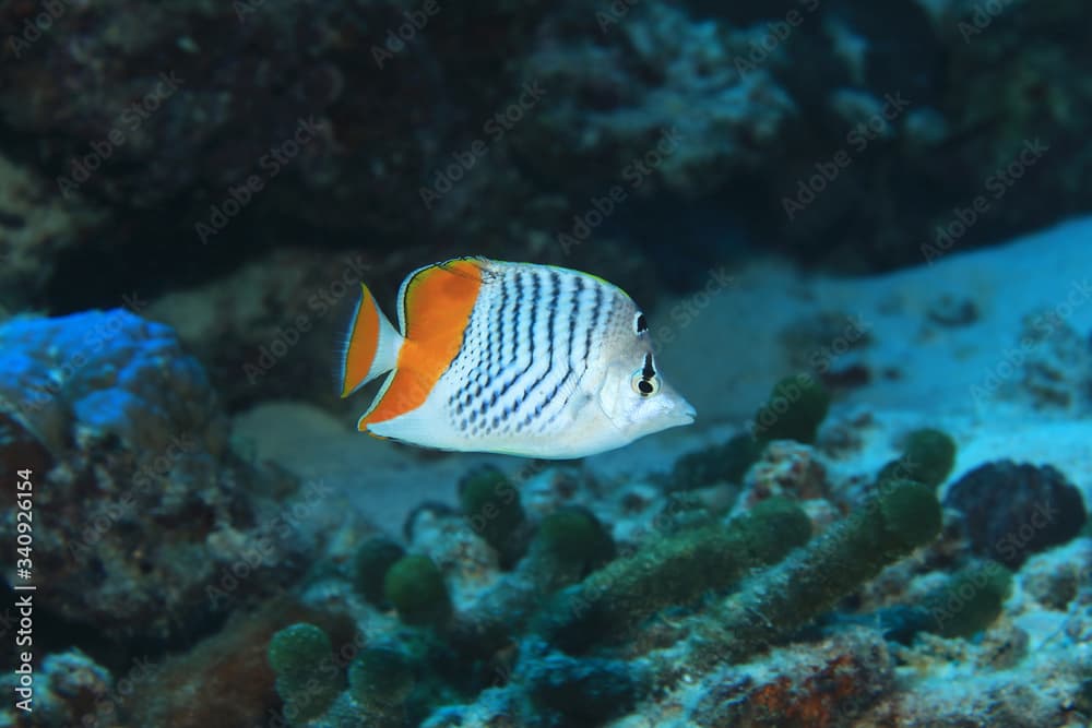 Seychelles butterflyfish underwater in the Indian Ocean