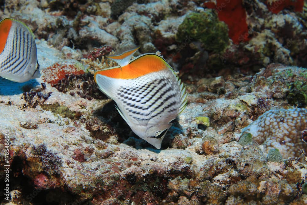 Seychelles butterflyfish