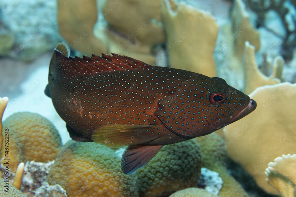 Coney on Caribbean Coral Reef