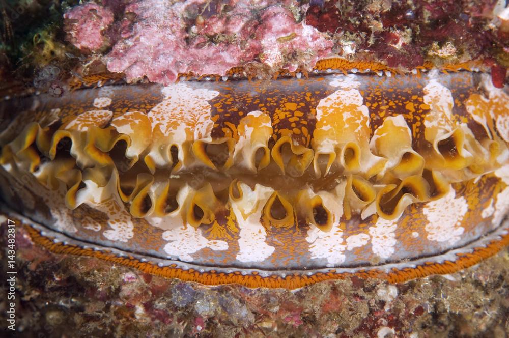 Thorny oyster, Spondylus varius, Komodo Indonesia