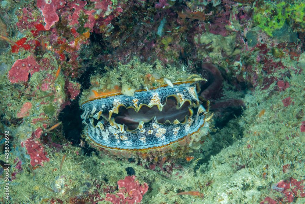 Mollusco bivalve, Spondylus varius, mentre sta filtrando,  nella barriera corallina