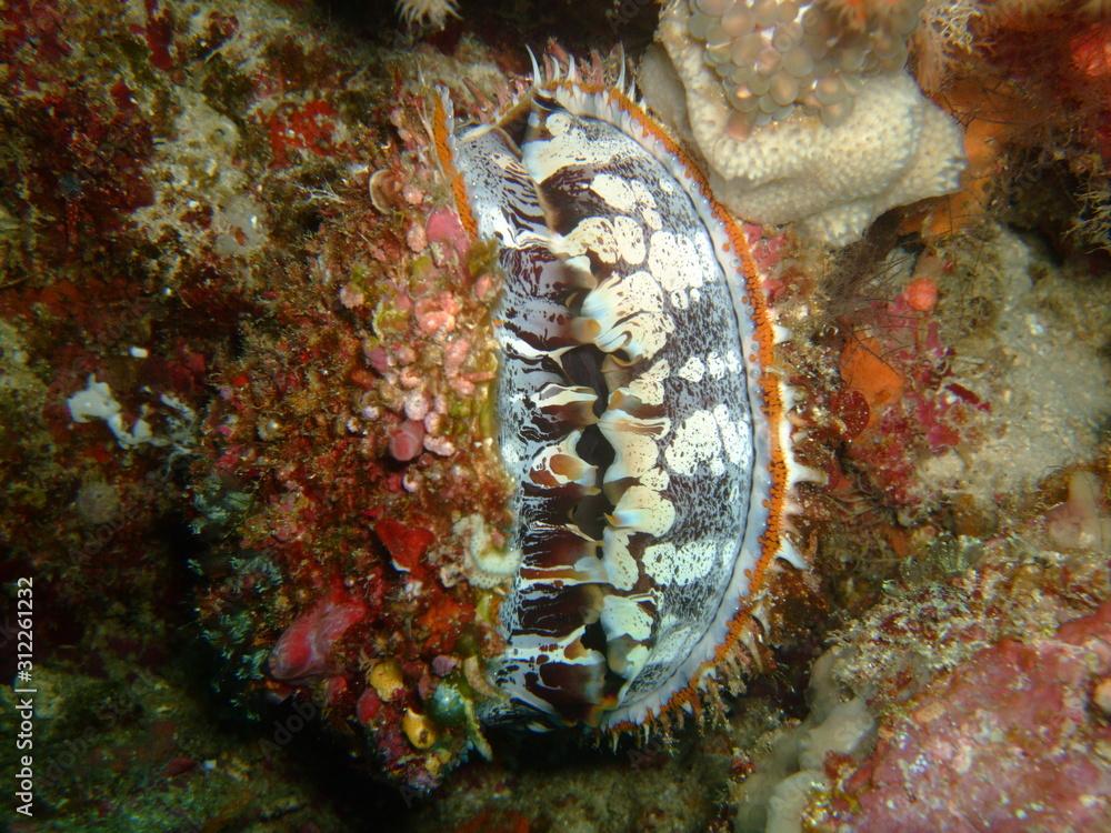 Spiny oyster (Spondylus varius) filter-feeding, Raja Ampat, West Papua