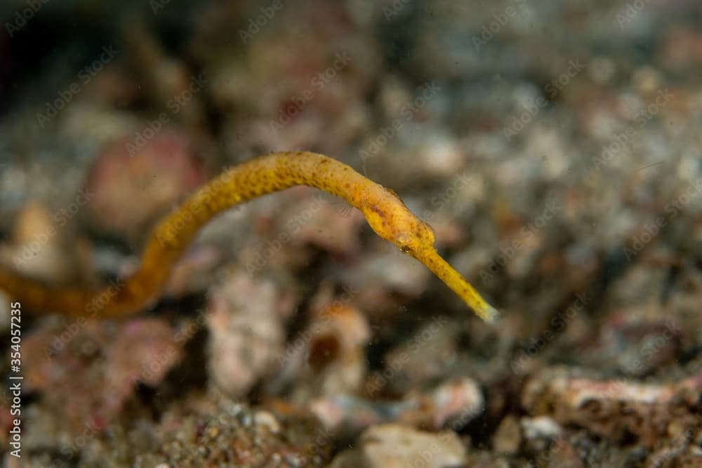 Portrait of Bentstick Pipefish, Trachyrhamphus bicoarctatus 