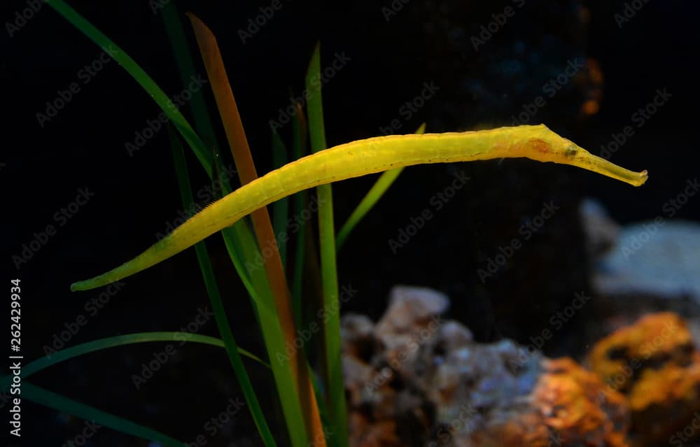 reef fish yellow and green alligator pipefish swimming in the underwater - in family seahorse