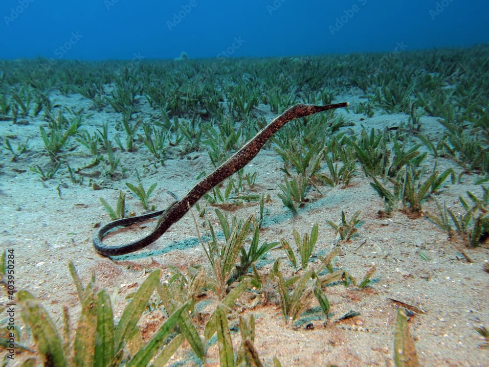 A Double-ended pipefish Trachyrhamphus bicoarctatus in the seagrass