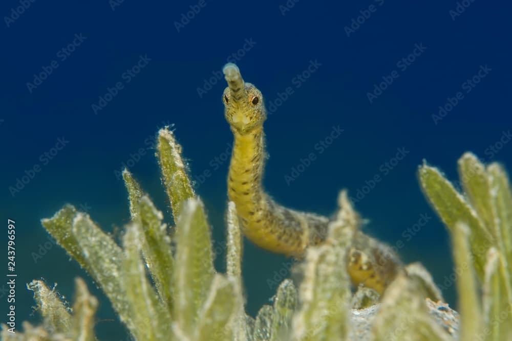 Double-ended pipefish (Trachyrhamphus bicoarctatus) between the sea grass, Red Sea, Dahab, Egypt, Africa