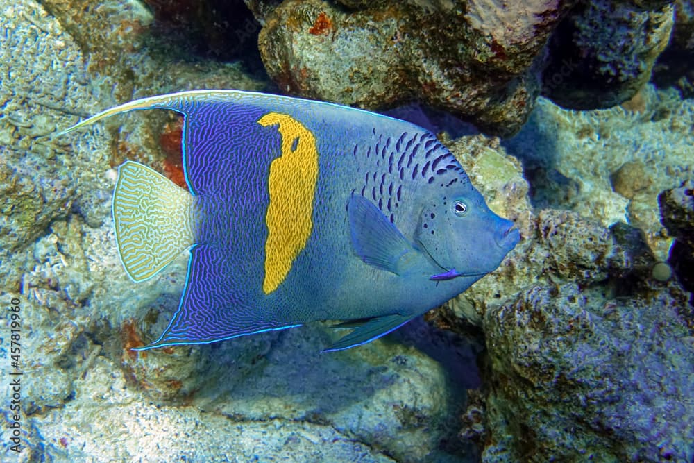 Yellowbar angelfish - coral fish, Red sea, Egypt