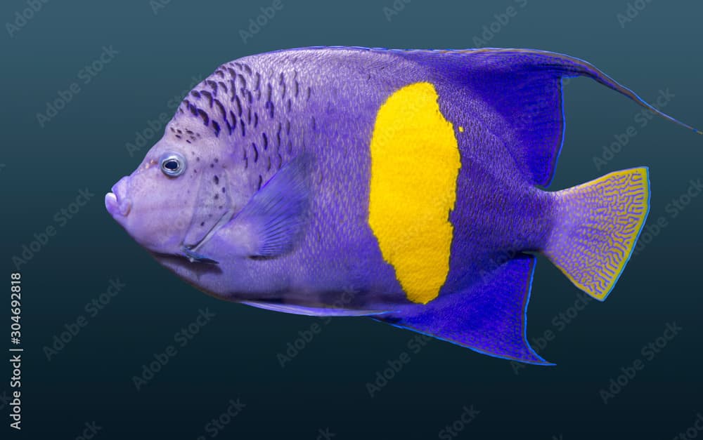 halfmoon angelfish