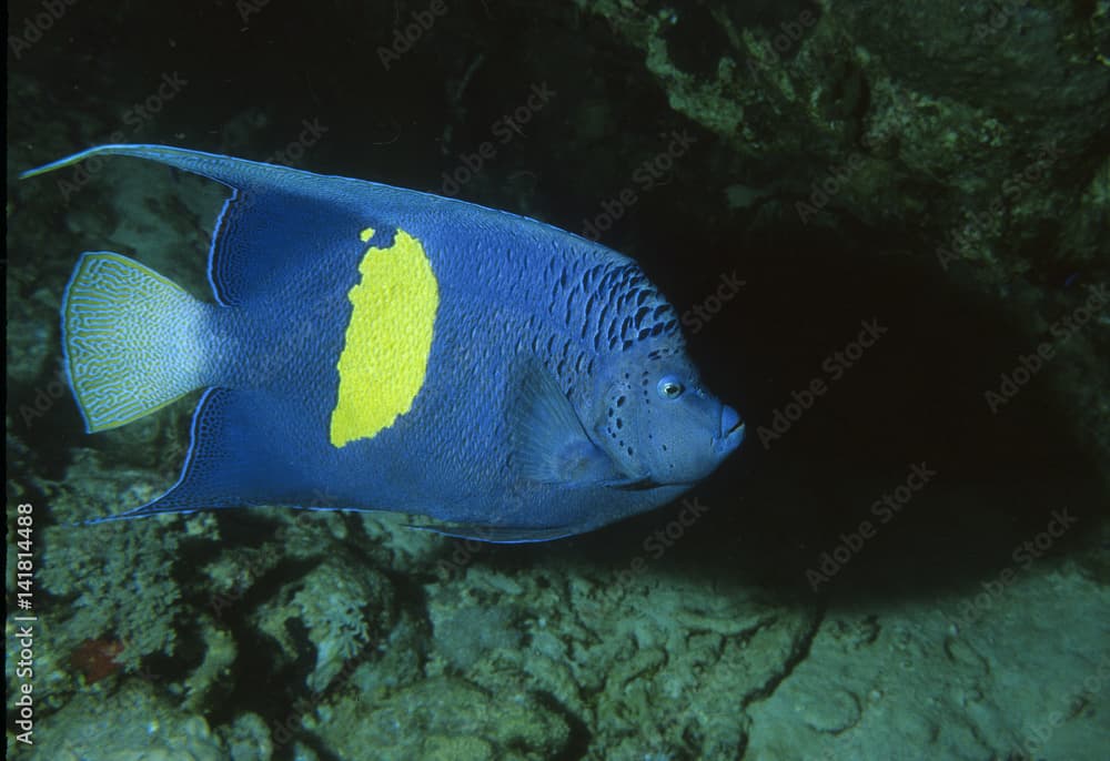 Pomacanthus maculosus / poisson ange à croissant / Poisson carte d'Afrique