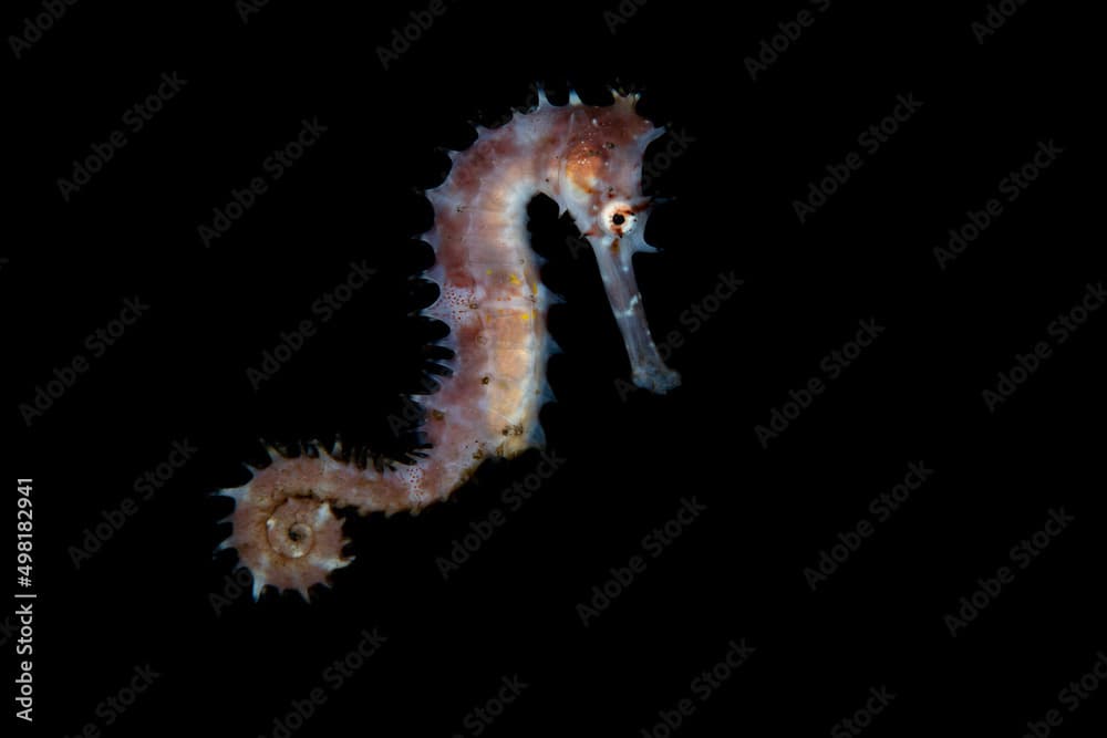 Thorny Seahorse - Hippocampus histrix. Underwater macro world of Tulamben, Bali, Indonesia.