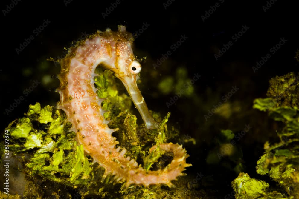 Thorny or spiny  seahorse (Hippocampus histrix) Ambon, Indonesia