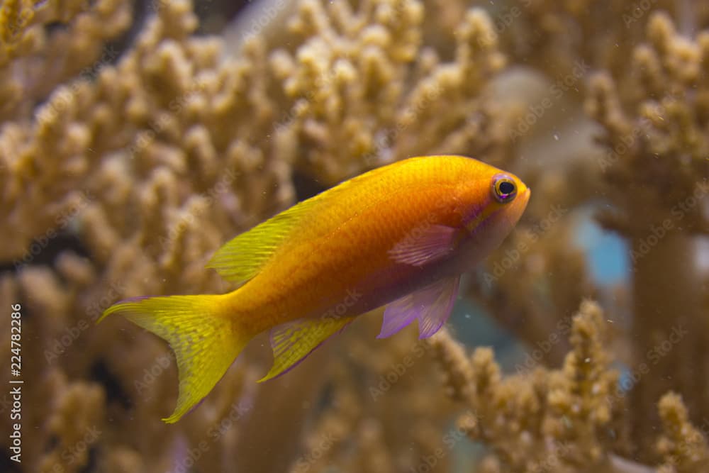 Two-spot basslet, twospot or twinspot anthias, bimac anthias, purple goldie (Pseudanthias bimaculatus).