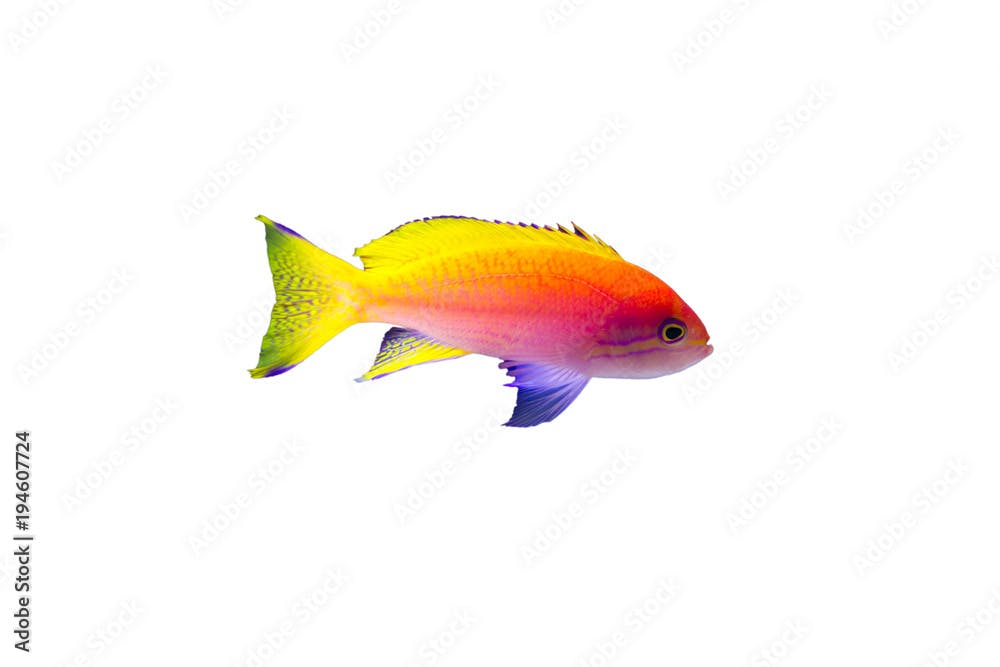 Marine fish on white isolated background with clipping path. Bimaculatus Anthias (Pseudanthias bimaculatus)