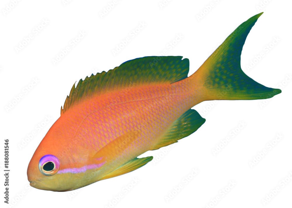 Goldfish (Lyretail Anthia or Fairy Basslet) fish isolated on white background