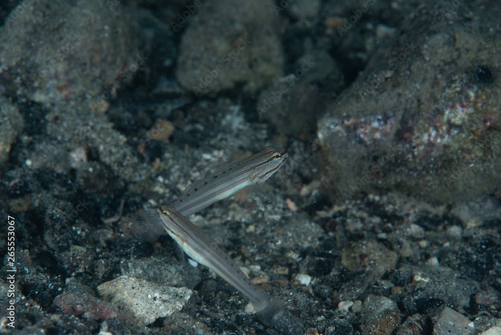 False sleeper goby (Amblygobius nocturnus)