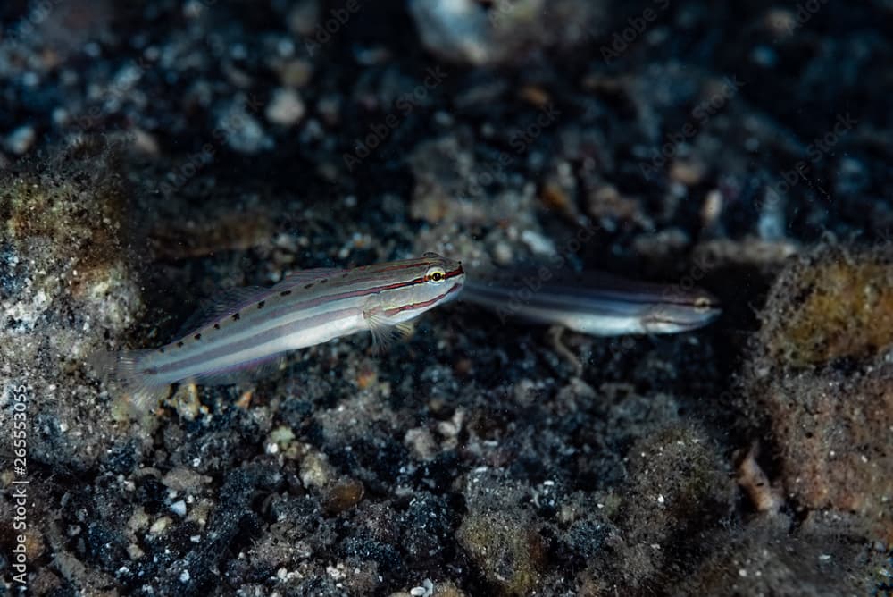 False sleeper goby (Amblygobius nocturnus)