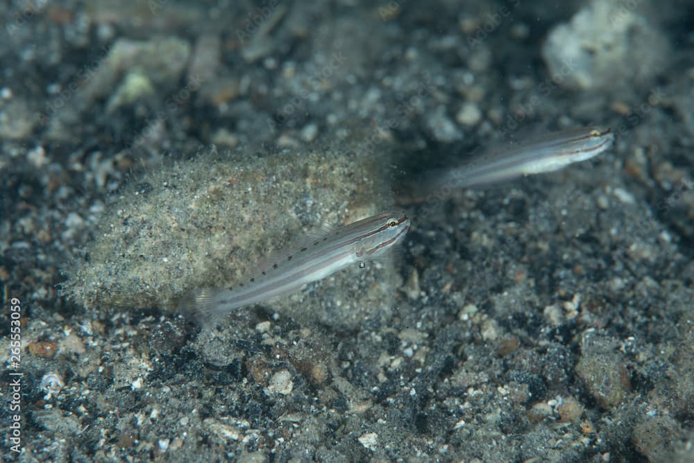 False sleeper goby (Amblygobius nocturnus)