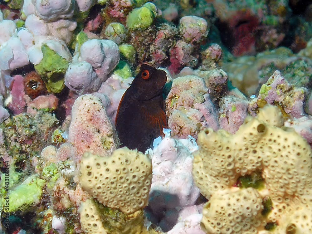 A Chestnut Blenny (Cirripectes castaneus) in the Red Sea, Egypt