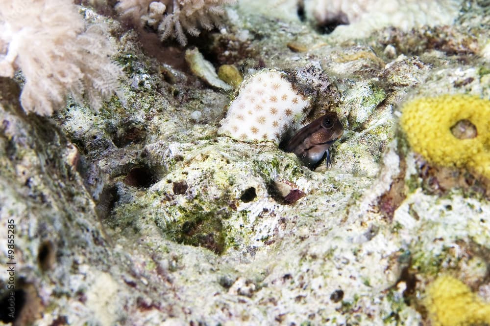 chestnut blenny (cirripectes castaneus)