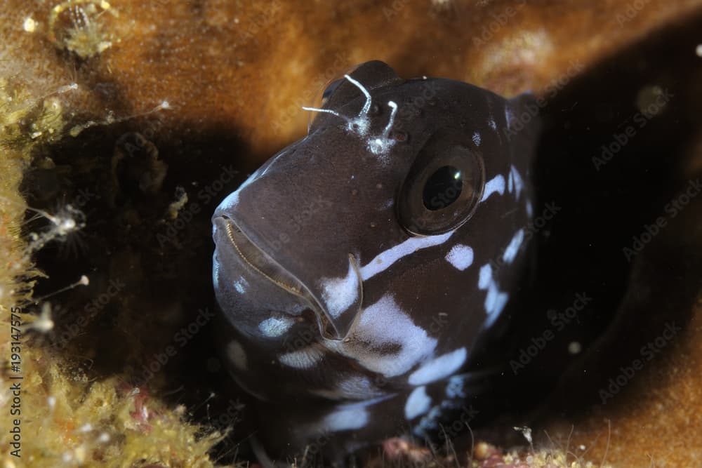 Barred Blenny (Cirripectes polyzona) peeks out from the hole where it usually hides. Macro photo taken in Malapascua island, Cebu Philippines