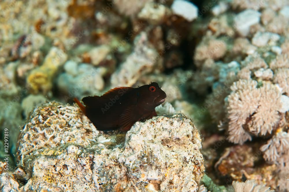 chestnut blenny