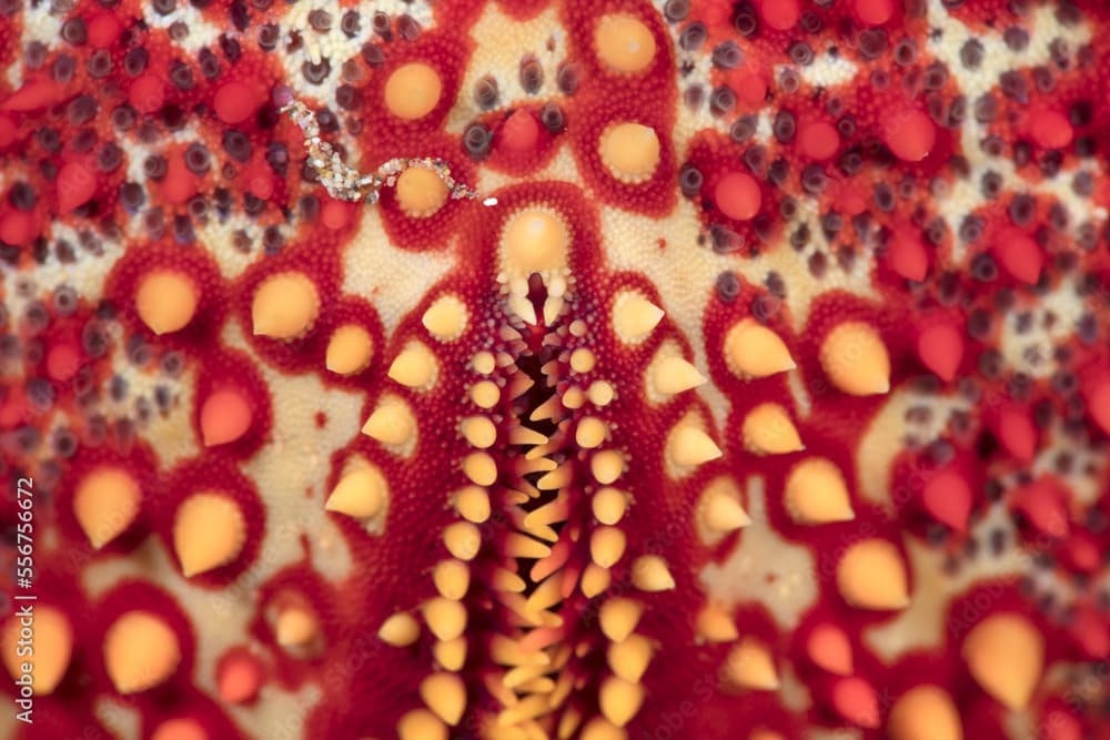 Close-up detail of the underside of a Pin Cushion Starfish (Culcita novaeguineae) showing small teeth-like spines and nodules; Maui, Hawaii, United States of America