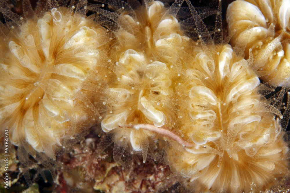 Smooth Flower Coral (Eusmilia fastigiata)