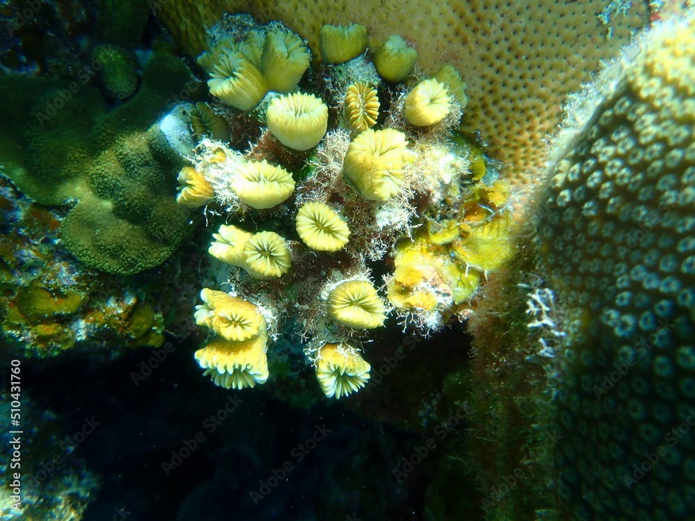 Smooth flower coral or flower coral (Eusmilia fastigiata) undersea, Caribbean Sea, Cuba, Playa Cueva de los peces