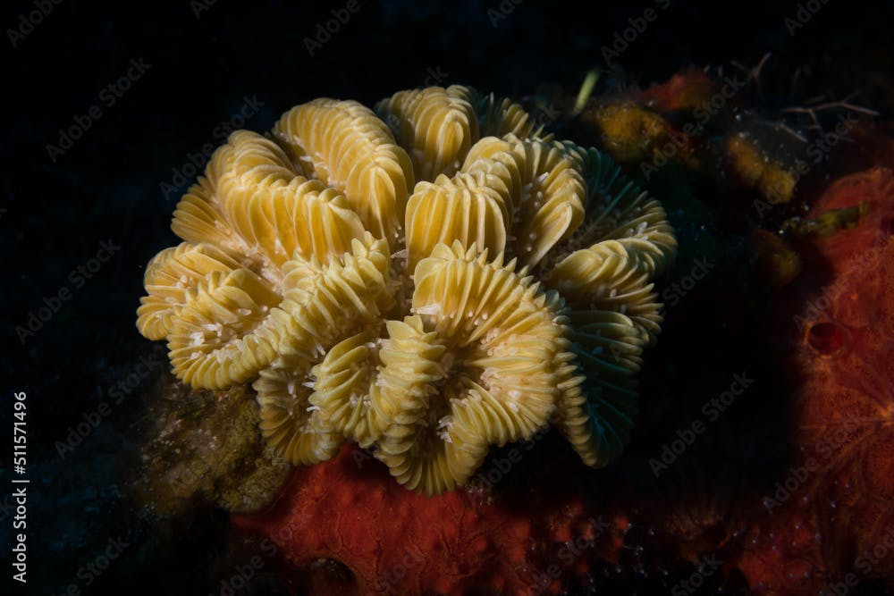 Elongate smooth flower coral (Eusmilia fastigiata forma flabellata) on the reef off the Dutch Caribbean island of Sint Maarten