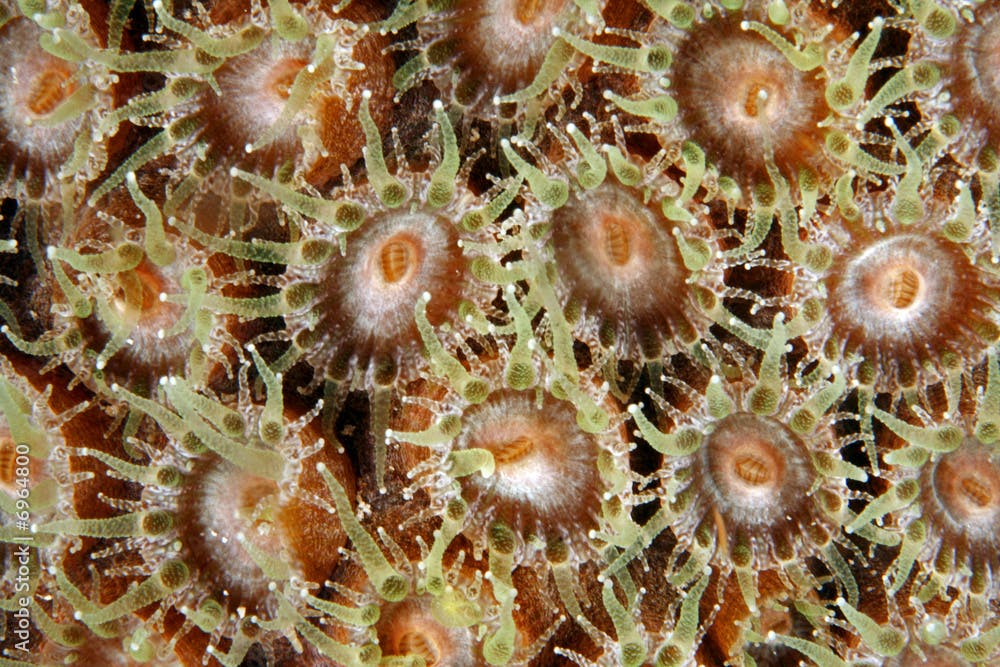 Smooth Flower Coral (Eusmilia fastigiata)