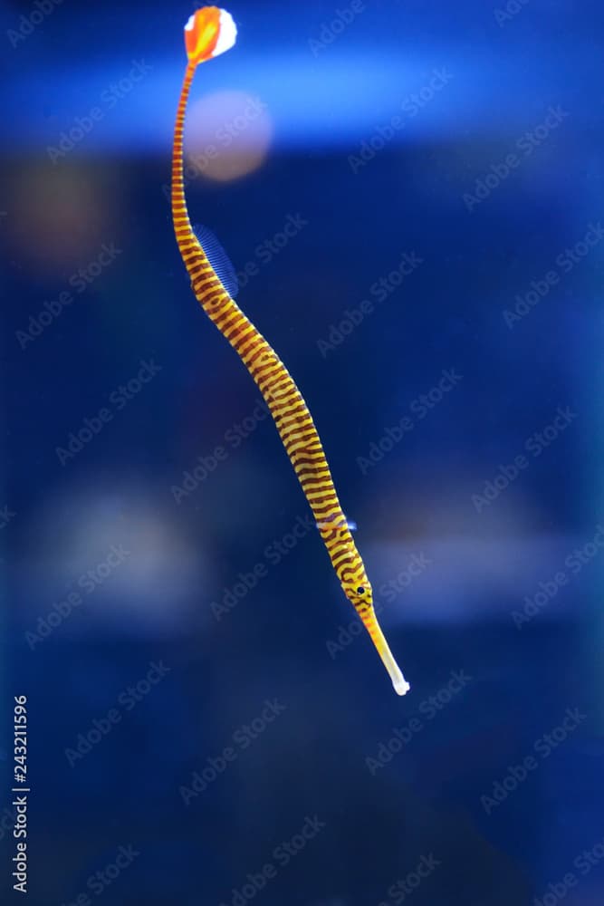 Pacific Blue-stripe pipefish