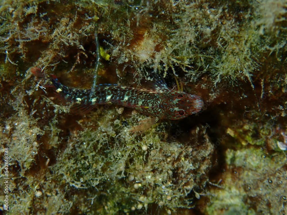 Zvonimir blenny (Parablennius zvonimiri) close-up undersea in soft focus, Aegean Sea, Greece, Halkidiki